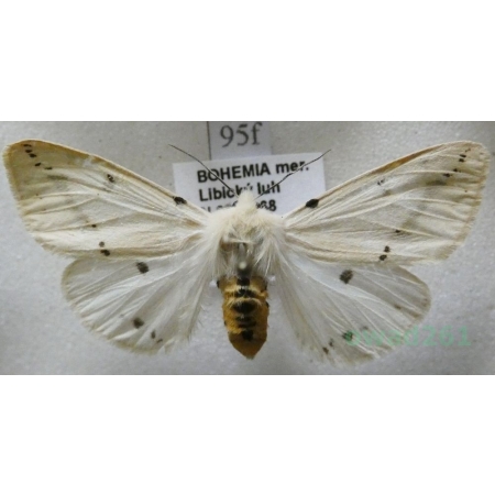 Spilarctia lutea (Hufnagel, 1766) Szewnica bzówka Czech95f